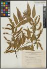 Foto von Salix alba L. x Salix fragilis L.